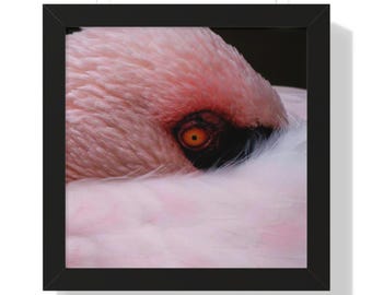 Poster incorniciato con occhio di fenicottero rosa / Fotografia artistica