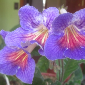 50+ gemischte Samen von Streptocarpus x Hybridus &#39;Split&#39;
