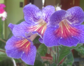 50+ Mixed Seeds from Streptocarpus x hybridus &#39;Split&#39;