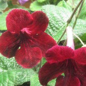 50+ gemischte Samen von Streptocarpus x Hybridus &#39;Midnight Romance&#39;