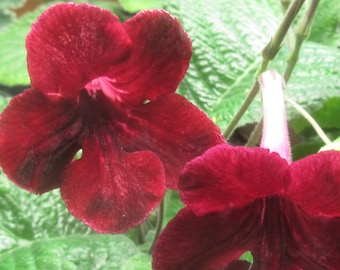 50+ Mixed Seeds from Streptocarpus x hybridus 'Midnight Romance'