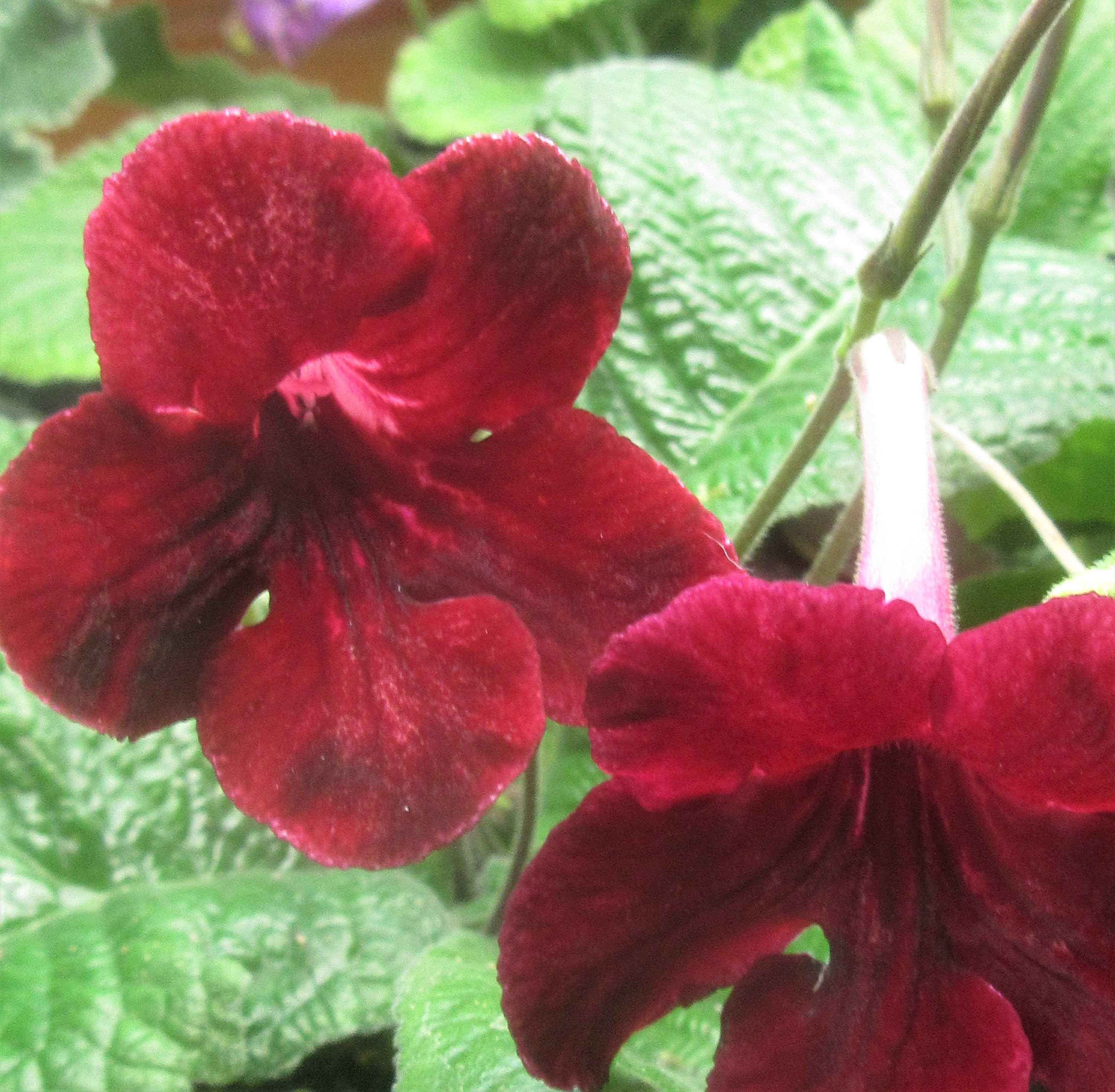 50+ Mixed Seeds from Streptocarpus x hybridus 'Midnight Romance'