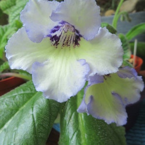 50+ gemischte Samen von Streptocarpus x Hybridus &#39;Keigetsu&#39;