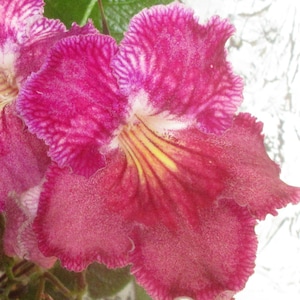 Plus de 50 graines mélangées de Streptocarpus x hybridus &#39;Imagination Game&#39;