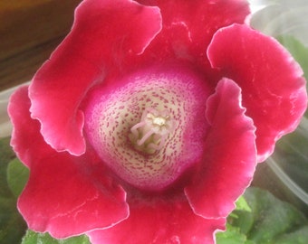 Gloxinia, Sinningia Speciosa Hybrids, 50+ Seeds : Choose Red, Purple, Pink, White & Speckled