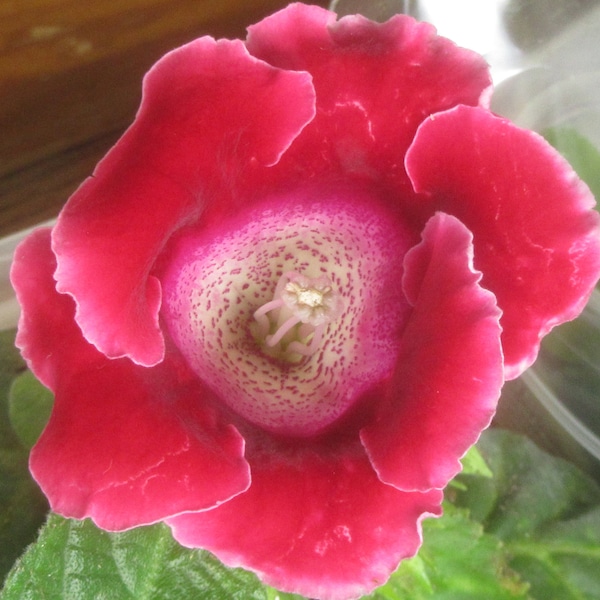 Gloxinia, Sinningia Speciosa Hybrids, 50+ Seeds : Choose Red, Purple, Pink, White & Speckled