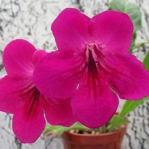 May include: Close-up of two vibrant magenta flowers with dark red veining, set against a blurred background. The flowers have a trumpet-like shape and are in a small brown pot, showcasing a plant with green leaves.