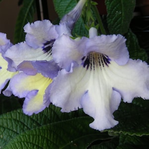 50+ Mixed Seeds From Streptocarpus X Hybridus 'cherry Roulette' - Etsy