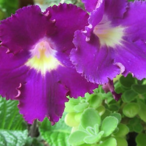 50+ gemischte Samen von Streptocarpus x Hybridus &#39;Burgundy Ruffles&#39;