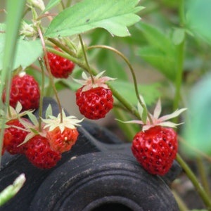 May include: Close-up of a red strawberry plant with several ripe strawberries hanging from the branches. The strawberries are a deep red colour and have a glossy finish. The plant is growing in a garden setting.