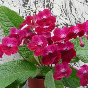 500+ gemischte Samen von Streptocarpus x Hybridus: Kap-Primel