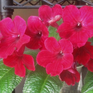 50+ gemischte Samen von Streptocarpus x Hybridus &#39;Midnight Flame&#39;