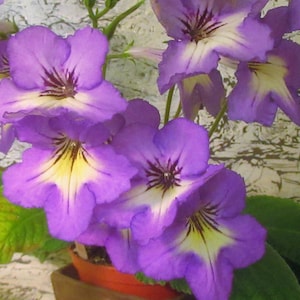 100+ gemischte Samen von Streptocarpus x Hybridus Named Cultivars inc. Hope, Natalie, Leyla, Burgunderrote Rüschen, Vollmond, Keigetsu, Freizett
