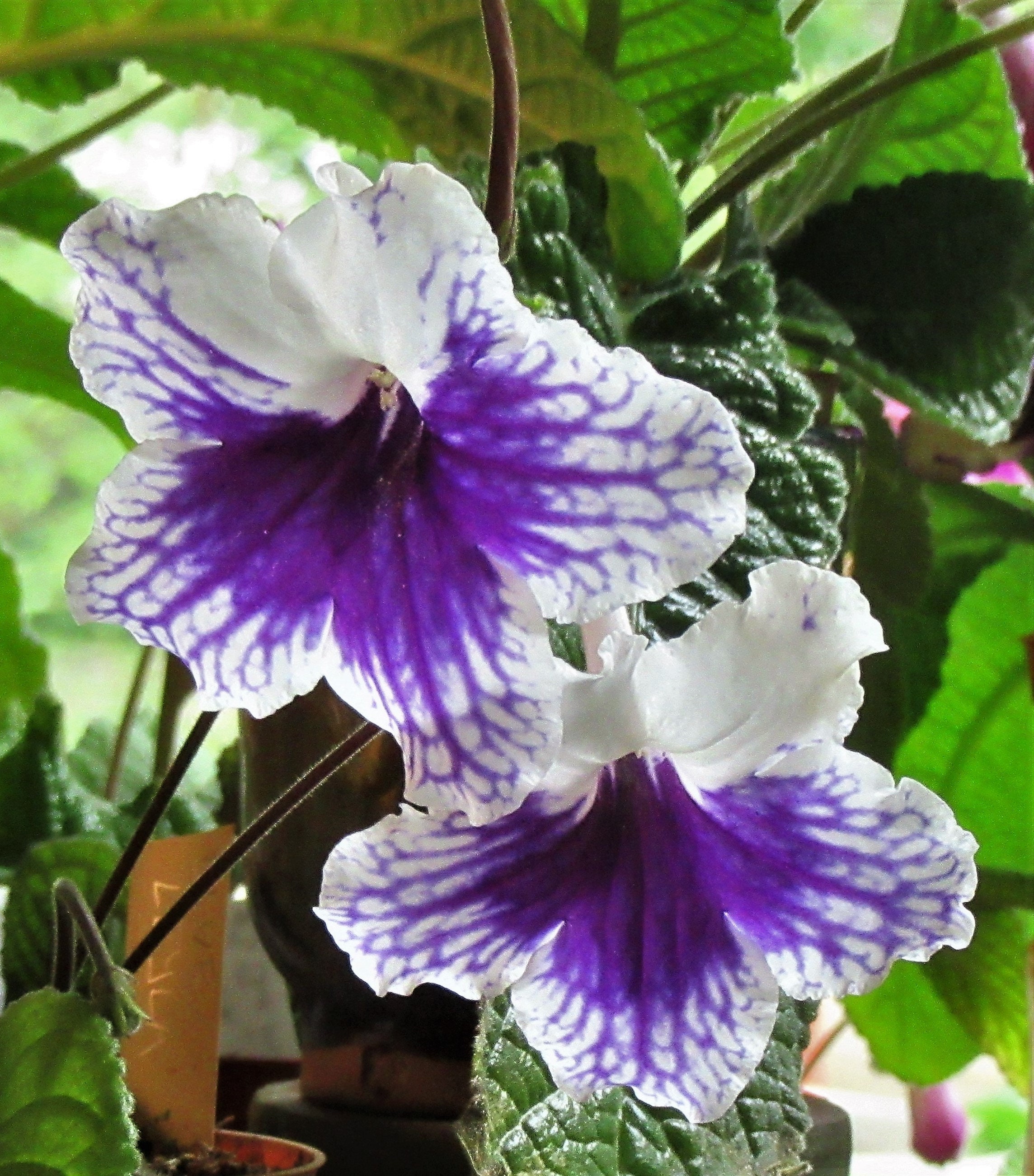 100-mixed-seeds-from-streptocarpus-x-hybridus-named-cultivars-etsy-canada