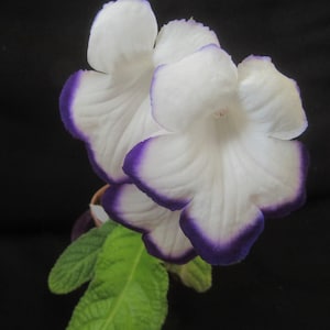 50+ gemischte Samen von Streptocarpus x Hybridus &#39;Vollmond&#39;