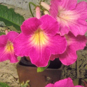 50+ gemischte Samen von Streptocarpus x Hybridus &#39;Freizett&#39;