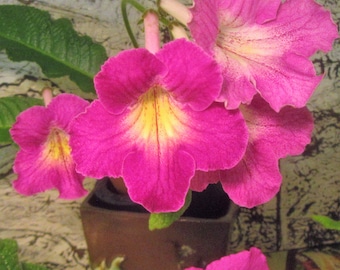 Mais de 50 sementes mistas de Streptocarpus x hybridus 'Freizett'