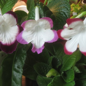 50+ Mixed Seeds From Streptocarpus X Hybridus 'cherry Roulette' - Etsy
