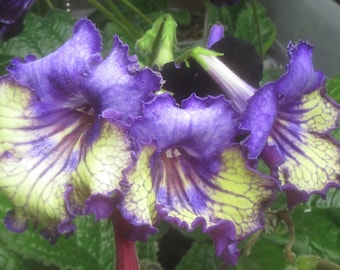 50+ Blandade plantor från Streptocarpus x hybridus DS 'Gentle Angel'