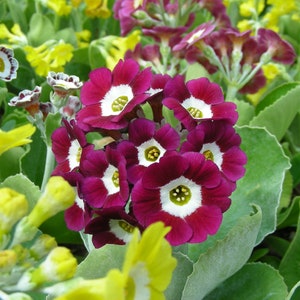 Garden or Border Auricula Seeds - Mixed Colours - Alpine Primula Hybrids - Rock Garden Perennial