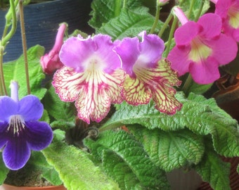 100+ Mixed Seeds Streptocarpus x hybridus Cape Primrose