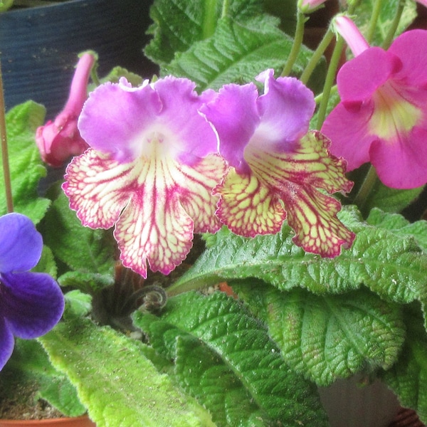 + de 100 graines mélangées Streptocarpus x hybridus Primevère du Cap