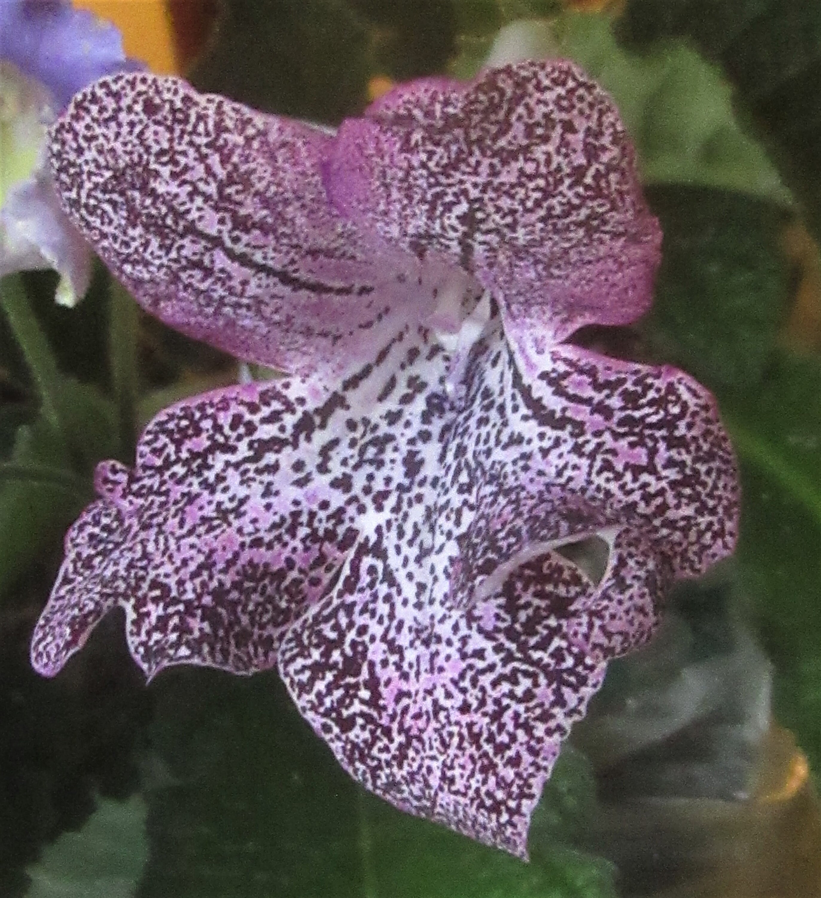 50+ Streptocarpus 'Gotika' Hybrid Seeds - Rare Cape Primrose Mix From Canada
