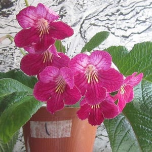 Feuilles de streptocarpus/primrose du Cap pour la multiplication : choisissez parmi Hope, Bethan, Ruby, Hot Rod, Split.