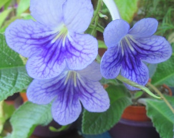 Mais de 50 sementes mistas de Streptocarpus x hybridus 'Bethan'