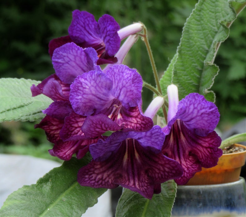 50+ Mixed Seeds From Streptocarpus X Hybridus 'cherry Roulette' - Etsy