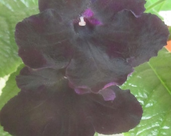 Mais de 50 sementes mistas de Streptocarpus x hybridus 'DS Gotika' / 'Gothic'