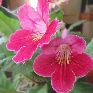50+ gemischte Samen von Streptocarpus x Hybridus &#39;Hope&#39;