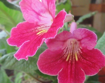 50+ Mixed Seeds out of Streptocarpus x hybridus &#39;Hope&#39;