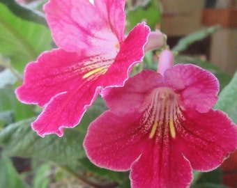 50+ Gemengde zaden uit Streptocarpus x hybridus 'Hope'