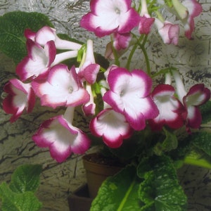 50+ gemischte Samen von Streptocarpus x Hybridus &#39;Cherry Roulette&#39;