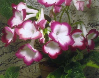 50+ Mixed Seeds from Streptocarpus x hybridus &#39;Cherry Roulette&#39;