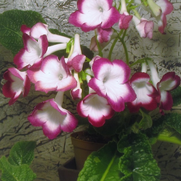 50+ gemischte Samen von Streptocarpus x Hybridus 'Cherry Roulette'