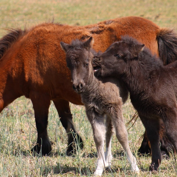 Feisty Baby Mini Horse