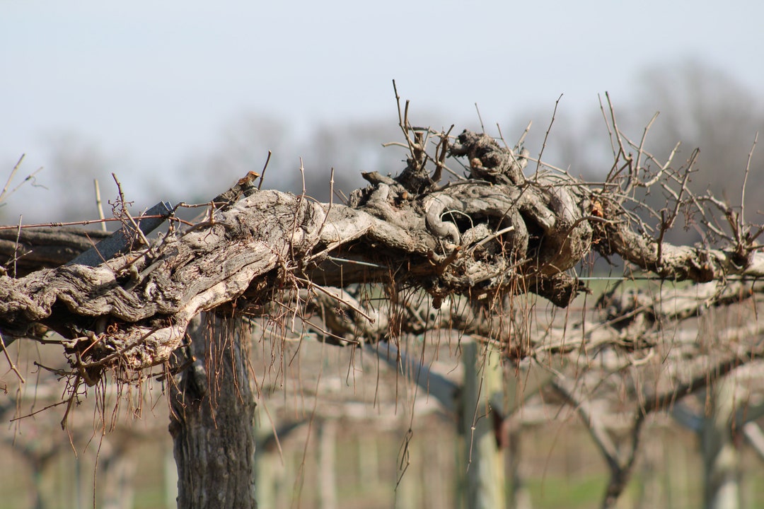 Dormant Grapevine at a North Carolina Vineyard Etsy
