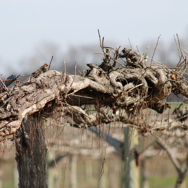 Dormant Grapevine at a North Carolina Vineyard