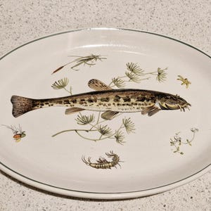 Könnte beinhalten: Eine weiße ovale Servierplatte mit grünem Rand zeigt eine detaillierte Illustration eines Fisches mit braunen und schwarzen Markierungen, der durch grüne Wasserpflanzen schwimmt.