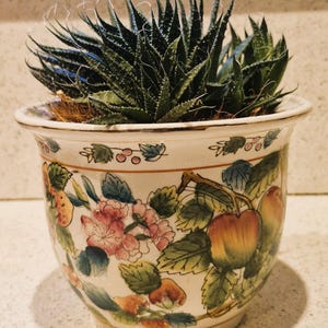 May include: A white ceramic planter featuring a colourful hand-painted design of red apples, green leaves, and pink flowers. The pot has a flared rim and contains a dark green succulent plant with pointed, spiky leaves and thin, wispy white filaments.