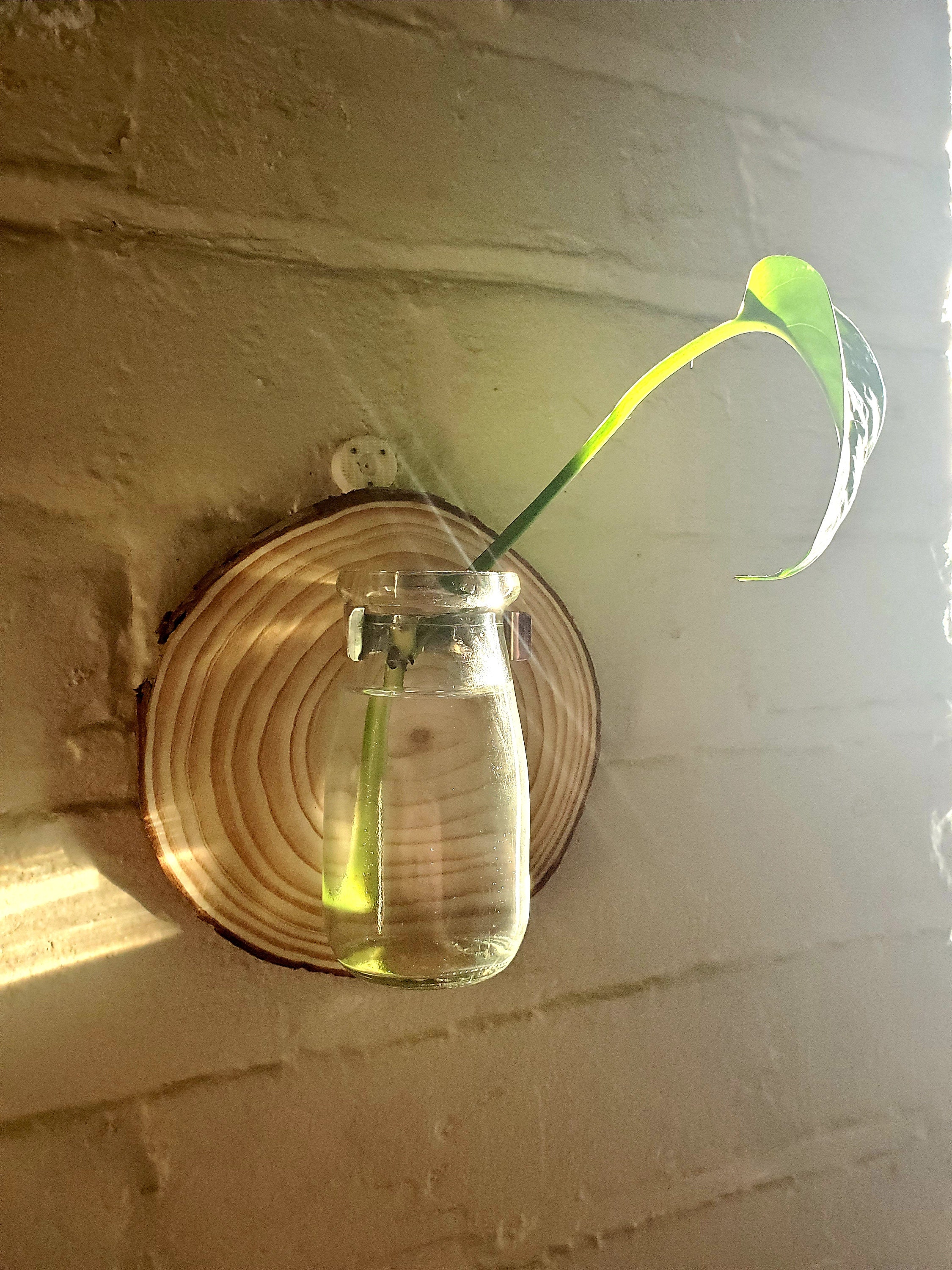 Wall Hanging Propagation Station Etsy