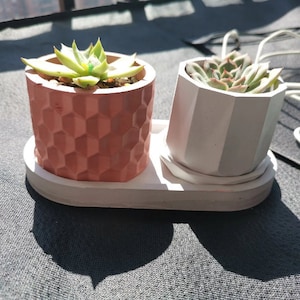 May include: Two succulent plants in decorative concrete pots. One is coral-coloured with a geometric pattern, the other white with a faceted design. Both sit on a white, oval-shaped tray.