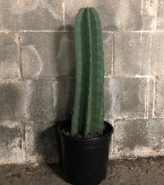 Kalifornien cereus peruanischer Kaktus - 18 Zoll - Etsy sterreich