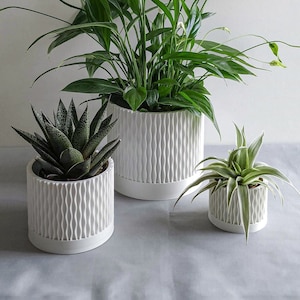 May include: Three potted plants with white textured pots. The largest plant has green leaves and white flowers. The other two plants have green and white leaves.