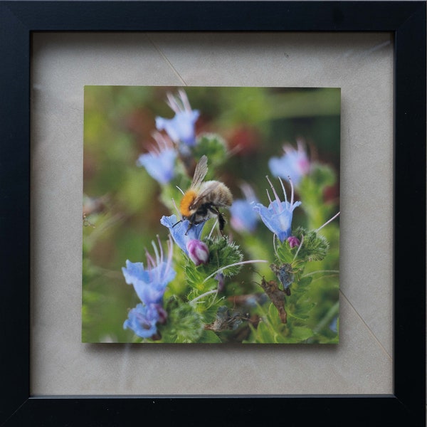 Abeille en plein travail d'été - butine Echium pininna blue steeple "tour de joyaux" - photographie - transparent entre 2 verres