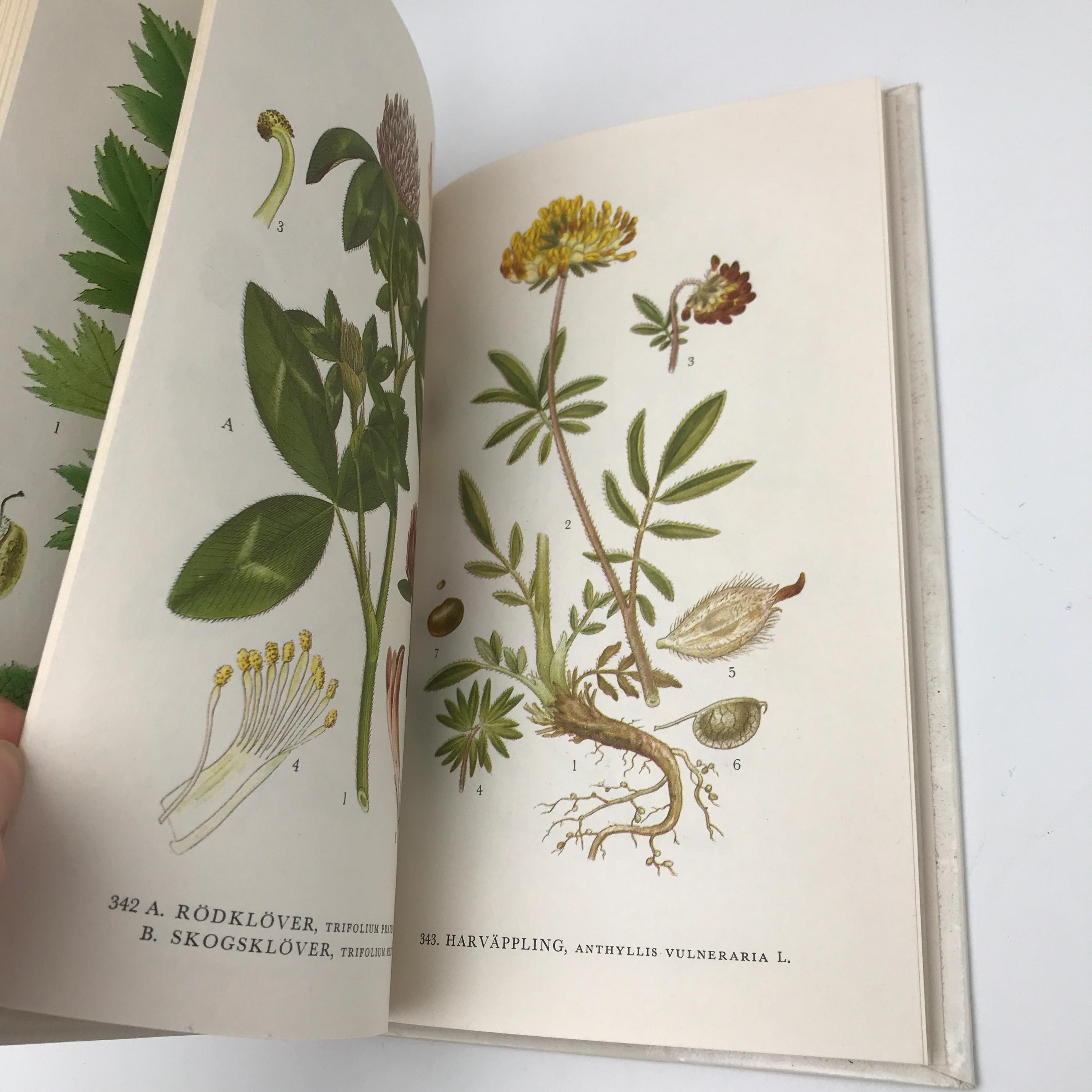 Nordens Flora / スウェーデンの植物図鑑 C.A.M Lindman