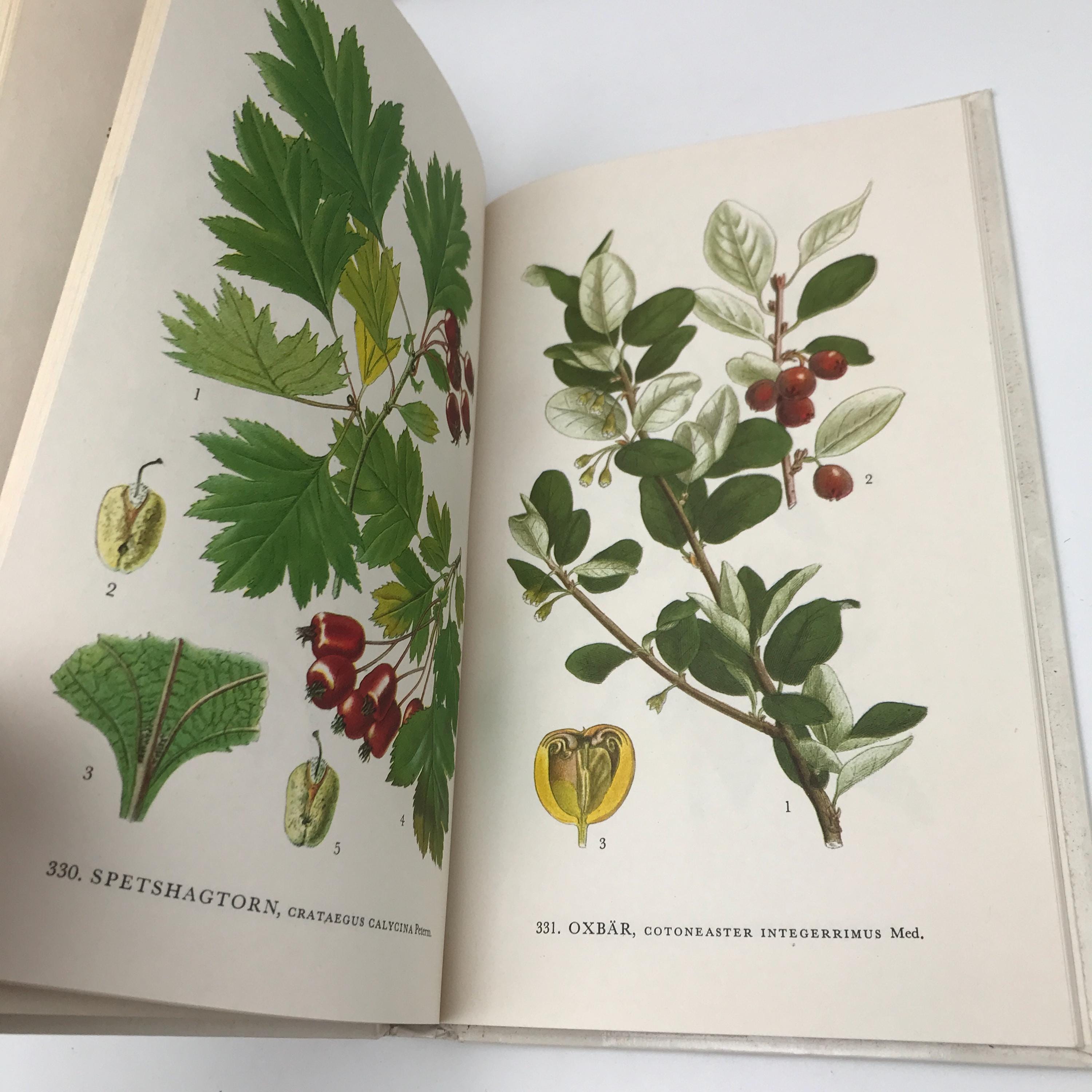 Nordens Flora / スウェーデンの植物図鑑 C.A.M Lindman