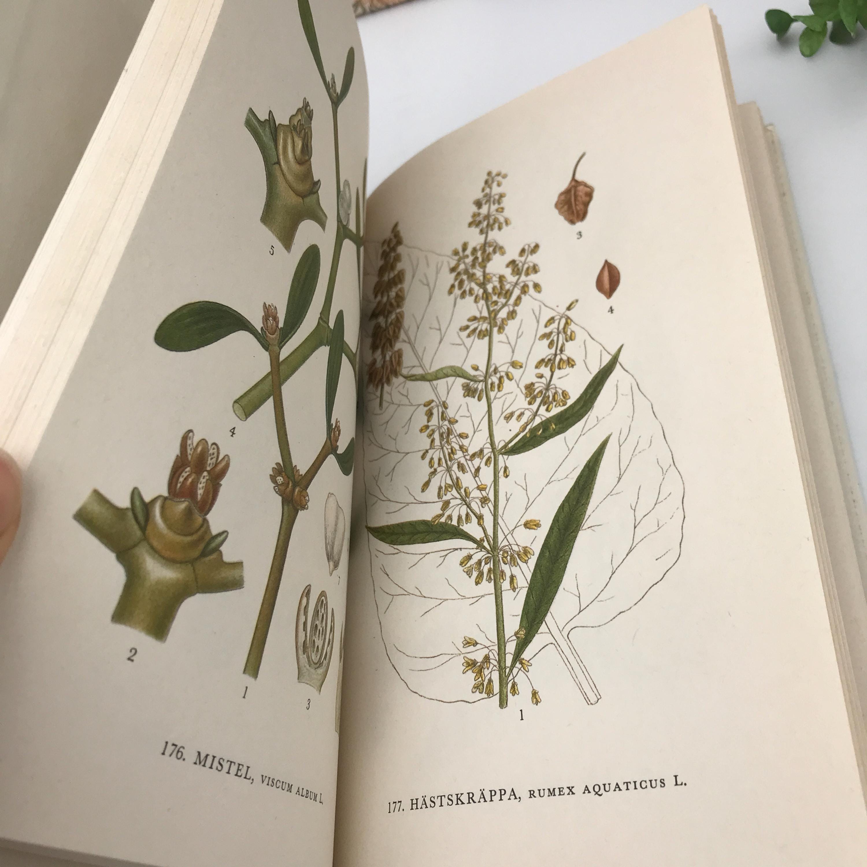 Nordens Flora / スウェーデンの植物図鑑 C.A.M Lindman